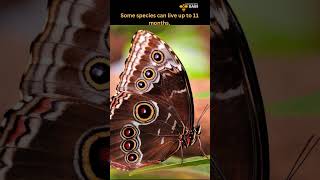 The Secret Lives of Butterflies | Discover with Sabi