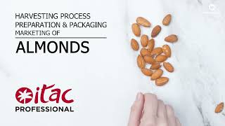 Harvesting, preparation, packaging and marketing of almonds | Itac Professional