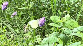 オオモンシロチョウPieris brassicae (Large White) 2024/06/26 Col de la Lombarde 1150m France