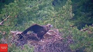 Buitre negro (Aegypius monachus) 2021 Incubación, nacimiento, 30 días de vida