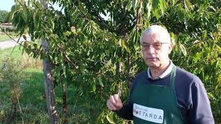 La frutta della Mostarda di Cremona - Partiamo dagli alberi: il Ciliegio