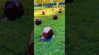 Apple garden sculptures - de young museum #deyoungmuseum #sanfrancisco #museum #artmuseum