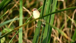 strawberry finch