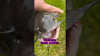 SCIENCE Behind Attracting Catfish At NIGHT TIME! 🎣 💤 #shorts #fishing