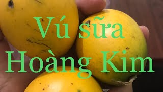 HÁI TRỘM TRÁI VÚ SỮA HOÀNG KIM - CÓ CÂY GIỐNG