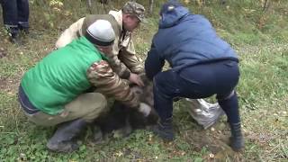 Медвежонок заблудился в Прокопьевске