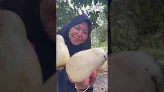 Jambu gelas atau jambu boll