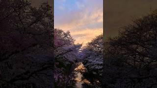 Cherry Blossom Sunset in Nara, Japan