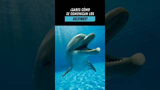 Así se comunican los Delfines 🐬👈