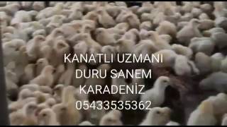 KANATLI DÜNYASI DURU SANEM KARADENİZ