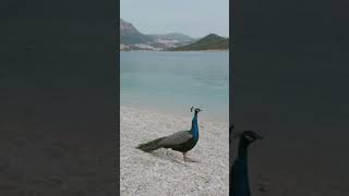 Beautiful the  bird in the world. #viral #youtubeshorts #shors #trending