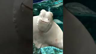 Amazing stingray swimming underwater