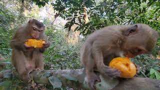 Rainbow and families pigtail enjoy mangoes looks so adorable.