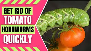 How to Get Rid of Tomato Hornworms Naturally