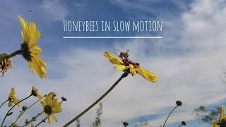 Honeybees in Slow Motion Vol.4 (DJI Pocket 2 - slow motion 1080p 8x)