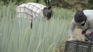 Fresh Harvest Garden--June 27th, 2022