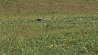 Grey heron catching and eating an European ground squirrel