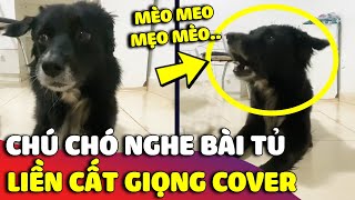 Chú chó đu trend khi COVER BÀI HÁT của họ nhà Mèo khiến ai nghe cũng trầm trồ 😅 | Gâu Đần