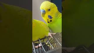 Sam & Bob playfulness or teasing each other ? #budgielove #birds #pets #parrotvideo