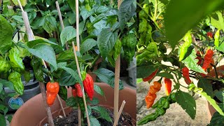 Naga Chilli plants Update || Shokher Bagan UK 2023