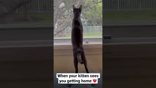 When your kitten sees you getting home ❤️