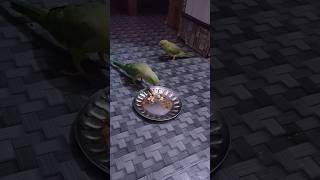 kaju badam khane wale parrot 🦜🦜#cuteparrot #greenparrot #parrrot #video