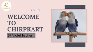 SF VIOLET FISCHER || AFRICAN LOVE BIRDS || LOVE BIRDS || SEMIADULT PAIR || CHIRPKART || CBE