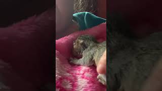 Milty the Rescued Baby Squirrel is a Snuggler