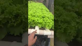 Hydroponic farming at Home 🏠 #farmingtechonology #shorts