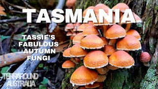 Road Trip 4 Ep 14..... Part 8 Tassie's Fabulous Autumn Fungi