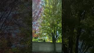 Fall is coming #fall #fallcolor #fallfoliage #2023 #shortvideo #shorts #leaves #colorful