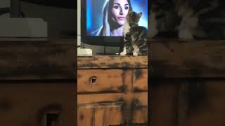 Gattino che scopre la TV! #funnyvideo #funnycat #kitten #catvideos #shorts