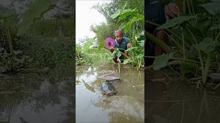 Village fishing video | (part_16) #bigcatfish​ #fish​ #fishing​ #amazingfish​ #bigfish​ #shorts​