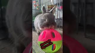 New 😼 High-Tech Gadgets For Your rabbit🐕‍🦺 Gadgets for pets-PetTechnology🦮 @petsuply 😼 #shorts