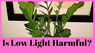 Do Plants Really Enjoy Low Light