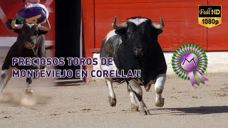 😍 PRECIOSOS TOROS DE MONTEVIEJO EN CORELLA!!