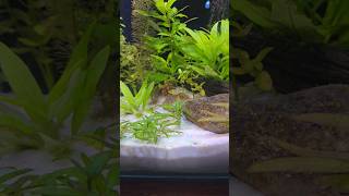 World's Smallest Pufferfish! + Other Rare Nano Aquarium Fish!