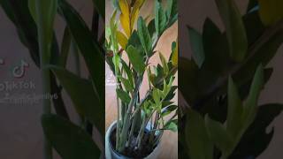 do you still remember my cutting ZZ plants ? 😉 first video link in the comments