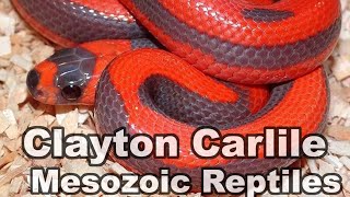 Clayton Carlile of Mesozoic Reptiles - From The Ground Up (Reptile Podcast)