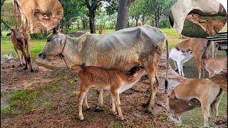 Cute Baby Cow Milking Compilation