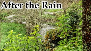 Late winter After Rain #4k #birds #newzealand #newzealandnature