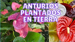 ANTURIOS! SOLO EN TIERRA DE JARDÍN! Resulta??#plantas#jardín#cuidados#tour#