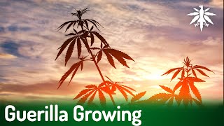 Guerilla Growing | DHV-News # 435