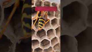 3 Insects With Incredible Power