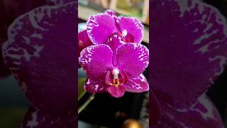 Опять орхидея с Медалью от азиатского поставщика Shining Orchid. #shorts #Orchid #phalenopsis