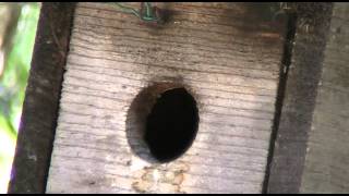 Bluebird chicks being fed