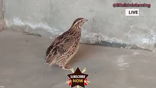 Batair ki awaaz || Bater ki awaz || Quail sound for hunting in wheat season hunting