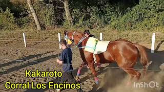 Gran Triunfo De Kakaroto Vs Don Pipi