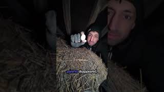 abandoned barn owl nest