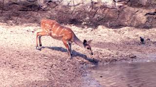 crocodile vs deer #wildlife #viralvideo #shortvideo